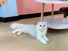 -喵宠乐园·撸猫互动·猫舍