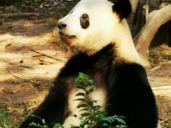 -广州动物园