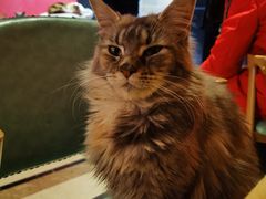 -猫色咖啡·猫咖