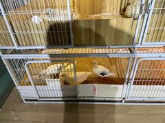 -苏州艺都古玩花鸟市场