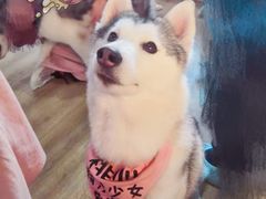 桃心-Husky Go! 哈士奇体验馆·宠物咖啡厅狗咖