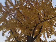 -白沙古井