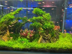 -花鸟鱼虫鲜花绿植市场(玉泉路店)