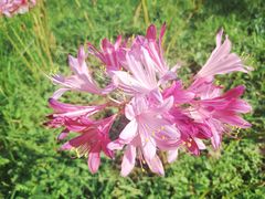 -黄海国家森林公园