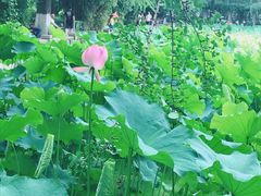 -四川大学(华西校区)