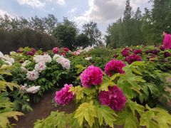 -莲花池公园