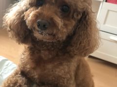 -顺强宠物诊所·狂犬免疫·夜诊·骨科(嘉定店)