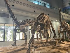-自贡恐龙博物馆