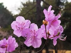 -国家植物园南园