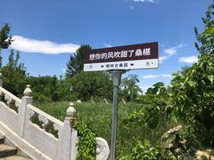 -御林古桑园