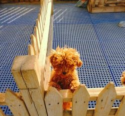 -萌宠亲子动物乐园(槐房万达店)