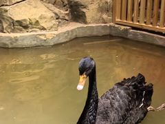 -绿色星球动物主题公园