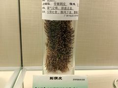 -广东中医药博物馆