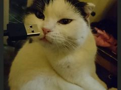 -猫色咖啡·猫咖