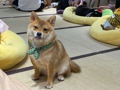 -逗柴咖啡屋·狗咖猫咖宠物桌游