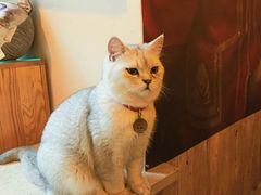 -名猫咖啡馆·撸猫·拼豆