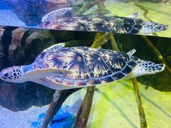 -欢乐海岸海洋奇梦馆