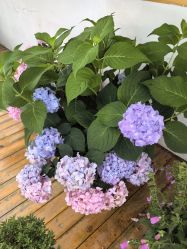 -DORA kids 朵拉儿童摄影花园店