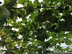 -金谷域澳洲庄园