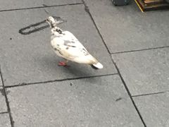 -詹爷爷乌节路街头冰淇淋