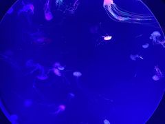 -海合安青岛极地海洋公园
