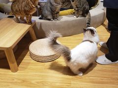 -啵啵喵·猫咖(攀华国际店)