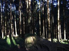 -阿里山神木遗迹