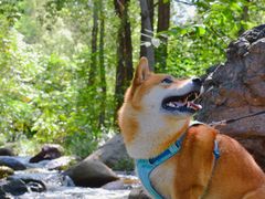 -云岫谷游猎自然风景区