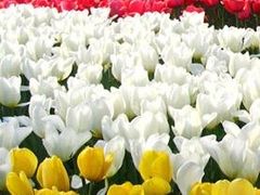 -上海鲜花港