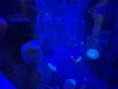 -迪拜水族馆及水下动物园
