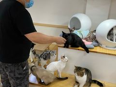 -李小姐の猫咖啡馆(五角场店)