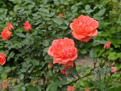 -上海共青森林公园