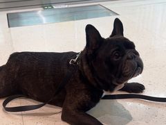 -帕帕拉兹宠物(亚洲旗舰店)