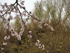 -莲花池公园