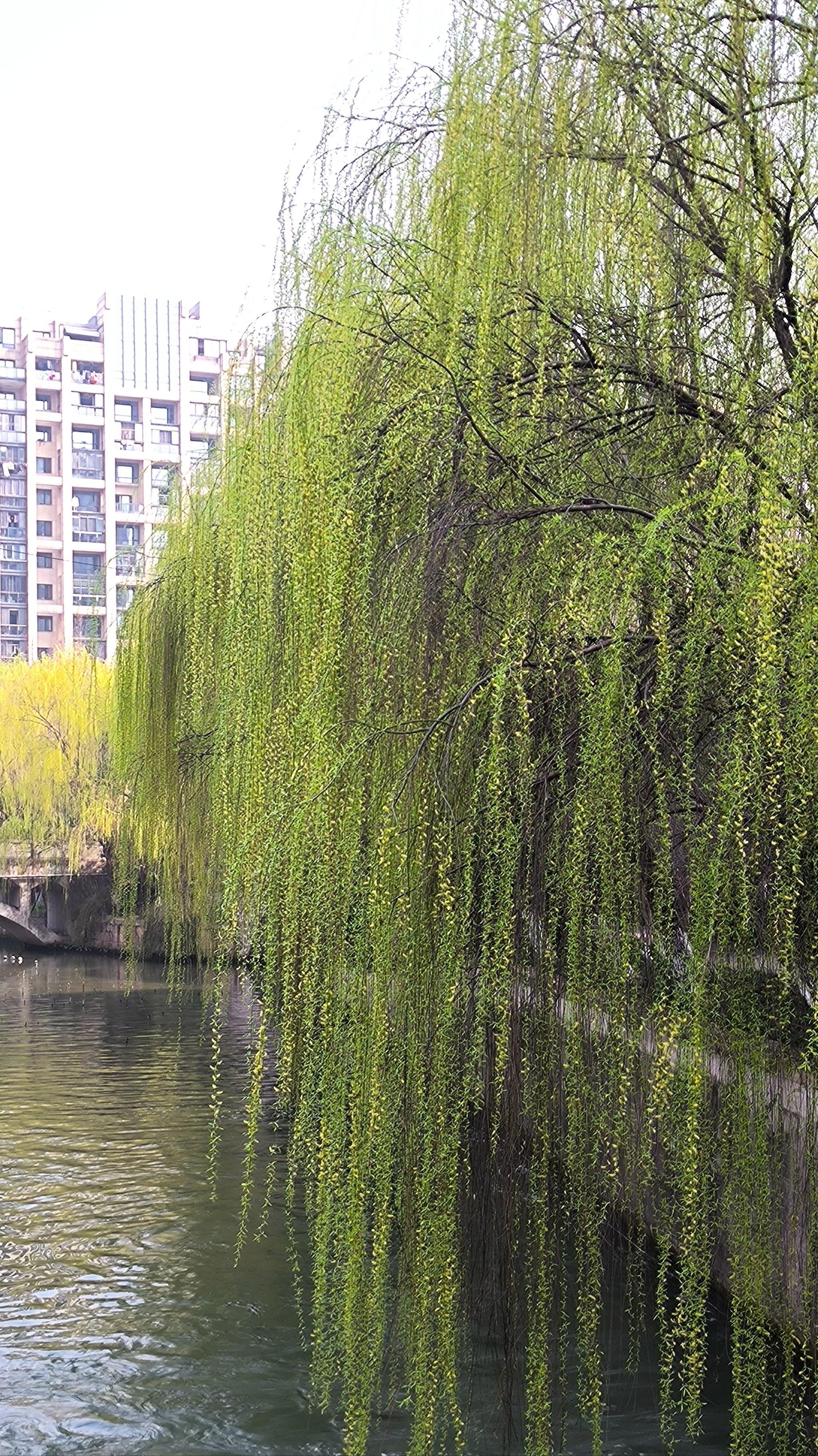 春天柳树的照片图片