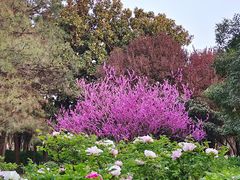-洛阳市隋唐城遗址植物园