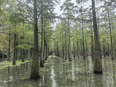 -泗洪洪泽湖湿地景区
