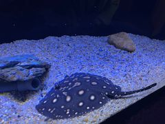 -上海海洋水族馆