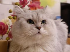 -喜多萌中农锦绣动物医院24H·猫科·牙科MRI·CT