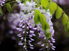 -上海吴淞炮台湾国家湿地公园