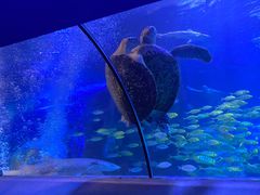 -太平洋海底世界