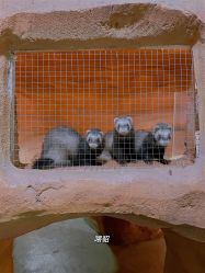 -酷嗒动物文化乐园(cutezoo西溪乐天城店)