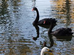 -长白岛森林公园