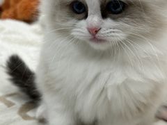 -爱佳宠物中心医院24H·CT·骨外科·猫专科(瑶海万达店)