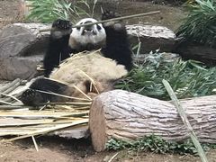 -都江堰中华大熊猫苑