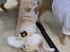 -逗柴咖啡屋·狗咖猫咖宠物桌游