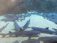 -烟台海昌鲸鲨海洋公园