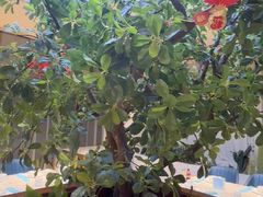 -悦海·家宴·冰花皮皮虾大锅贴(宝龙店)