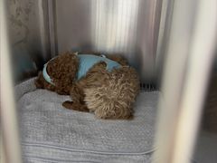 -宠福鑫康馨动物医院·骨科·眼科