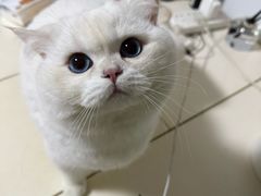 -瑞派伍一宠物医院·眼科·骨科·猫科转诊中心(马王堆院)